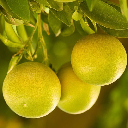 YouGarden Grapefruit Citrus Tree, 6 Litre Pot WML6_Y3MZF07