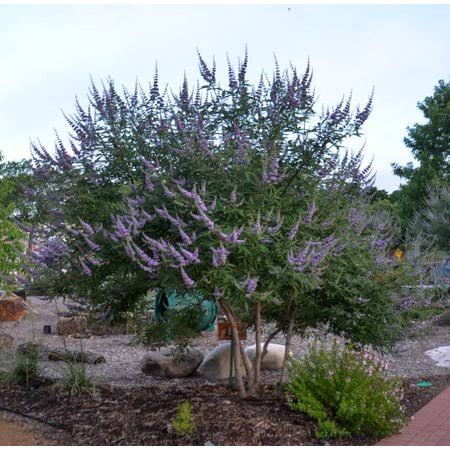 Vitex - Chaste Purple Ornamental Flowering Tree or Bush - 4 Live Plants - Quart Containers - Plant in Landscape and Garden XPT9_J4TNS43