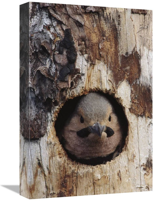 12 x 18 in. Northern Flicker Woodpecker in Nest Cavity Slana Alaska Art Print - Michael Quinton MI1305919 EGC2_P3YSI36