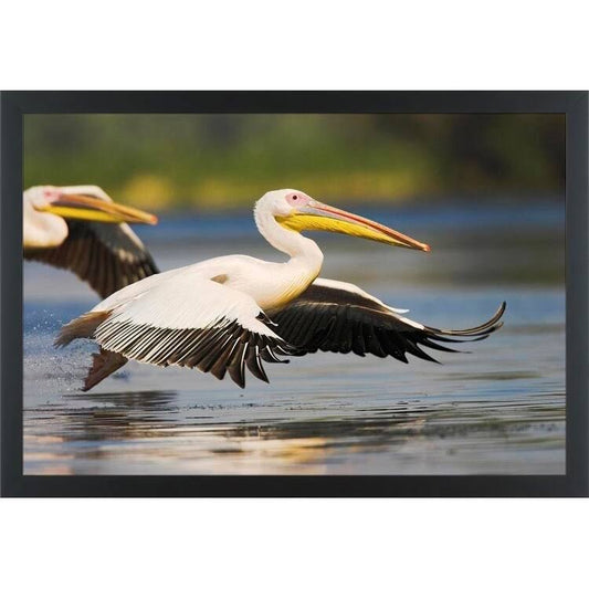 Easy Art Prints Martin Zwicks Great White Pelican II Premium Canvas Art - 20 x 30 - Classic Black Frame ZPW7_X5BGX51