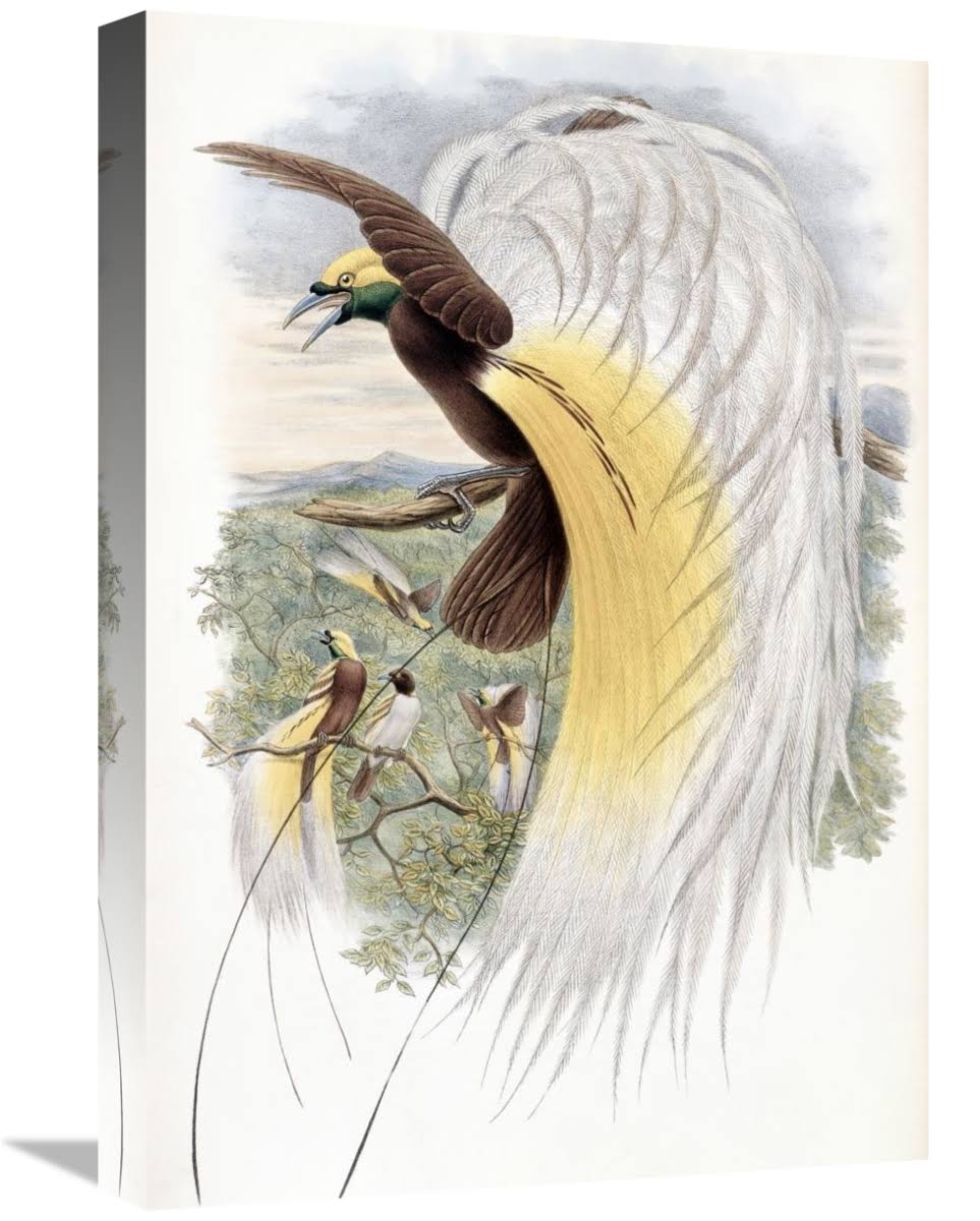 22 in. Papuan Bird of Paradise Art Print - John Gould MI1277753 OKS9_X3JDA09