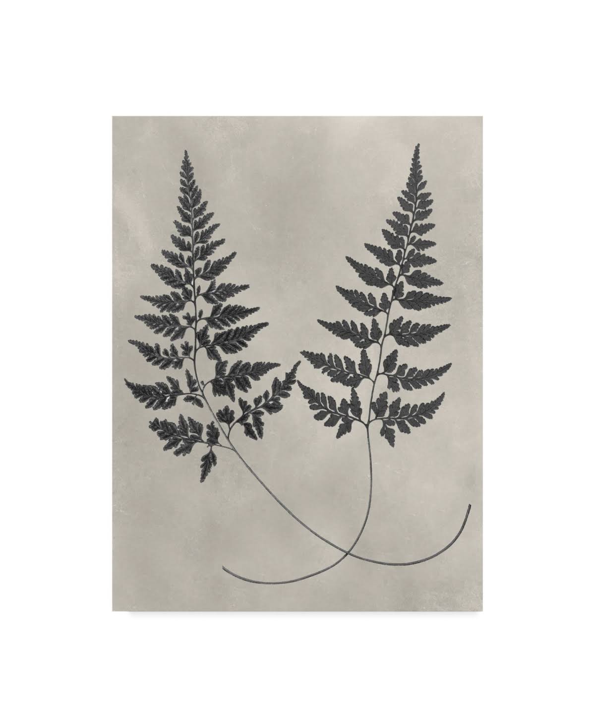 Trademark Fine Art &Vintage Fern Study I& Canvas Art by Vision Studio, Size: 18 x 24 YTZ3_S2XII34