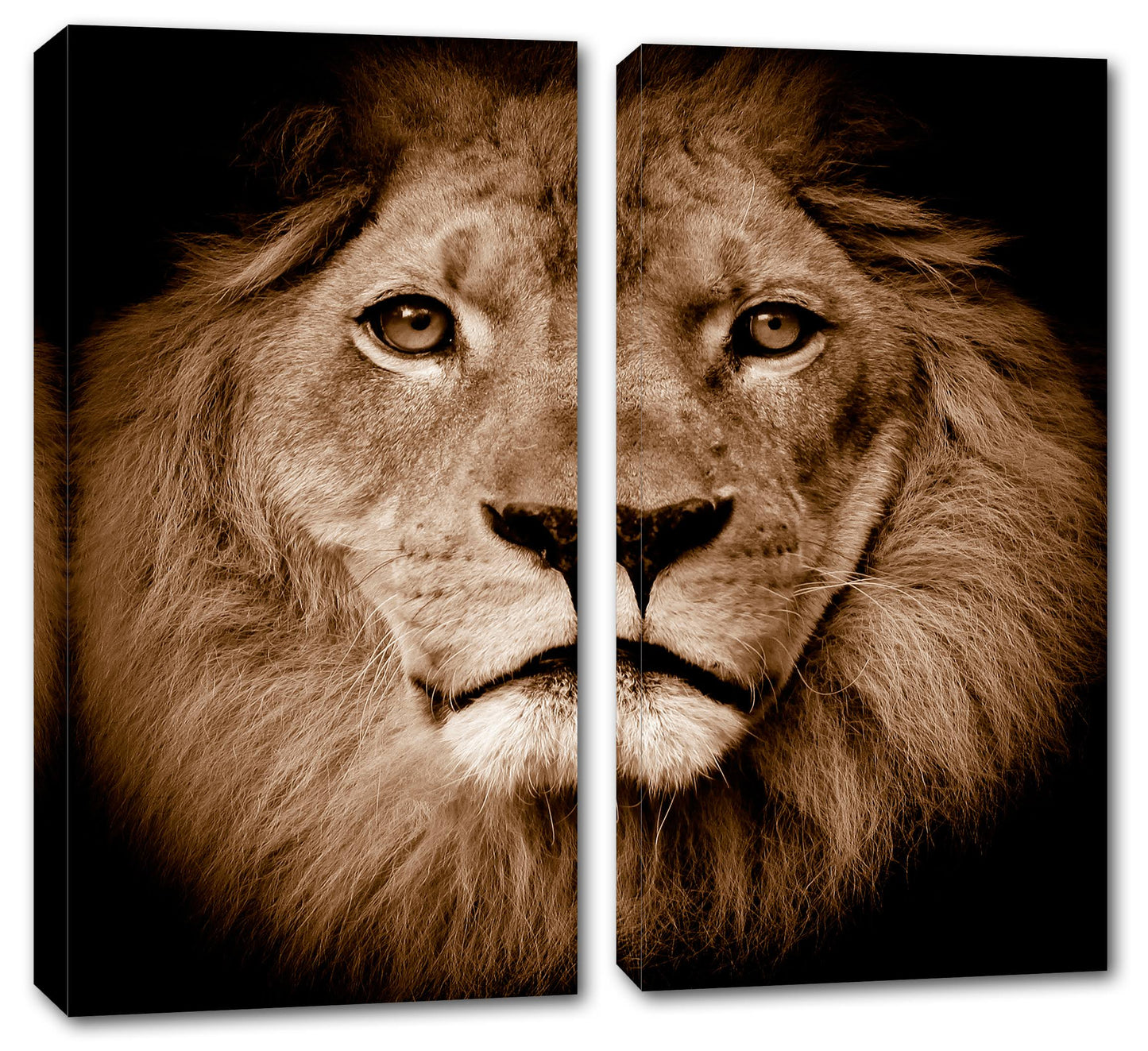 30 x 30 - Lion Portrait Close-up Canvas Print - 2 Panel Split, Diptych. Wall Art for Room Decor HPZ4_A9WDX36