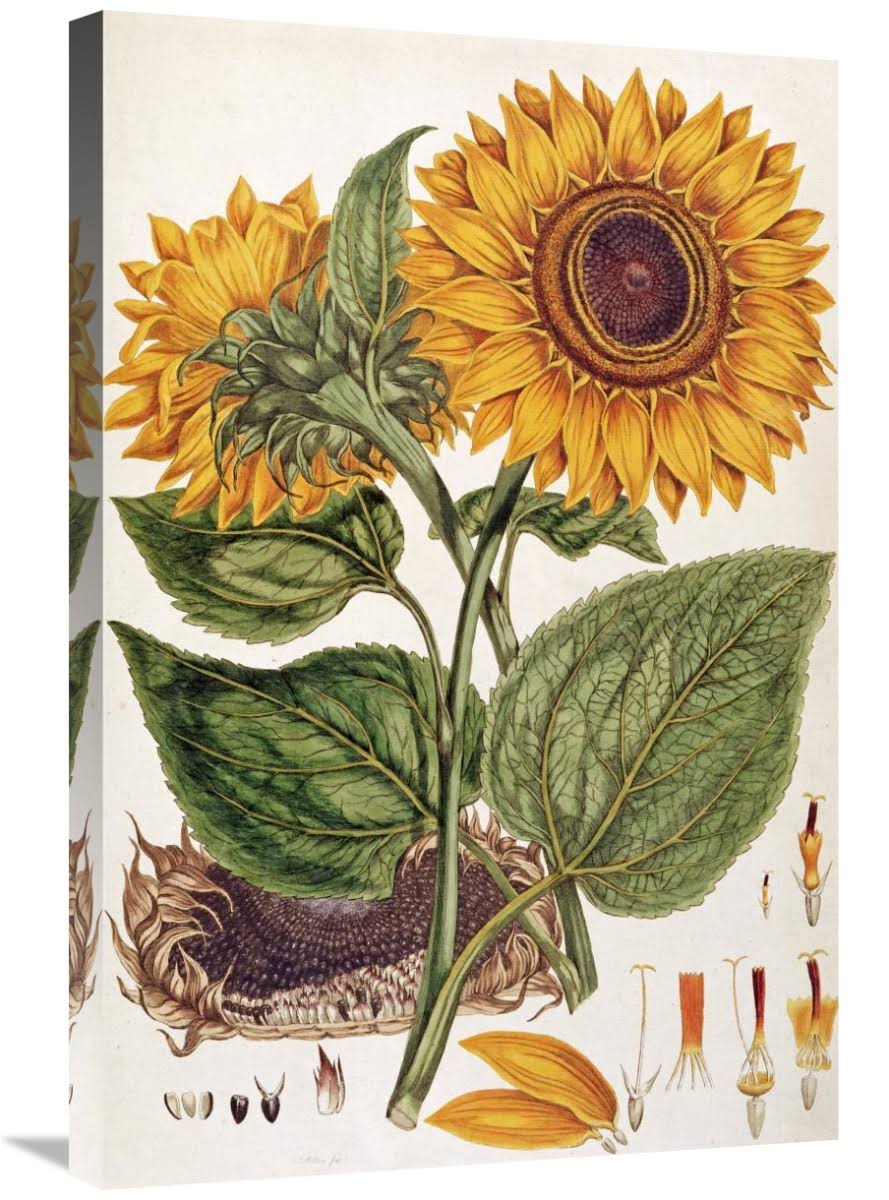 30 in. Sunflower Art Print - John Miller MI1286084 SGB1_S7YVL63