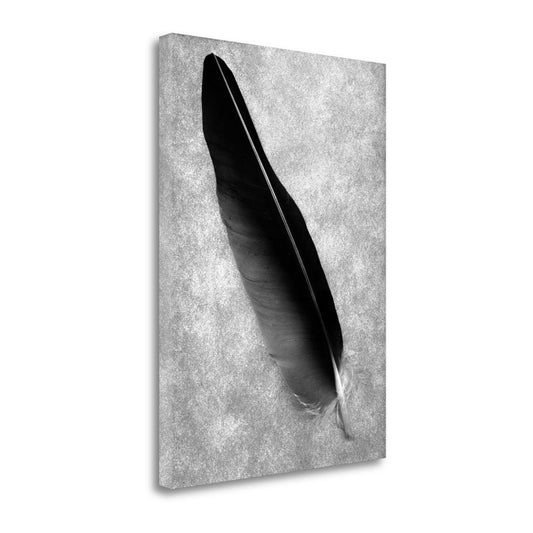 Tangletown Fine Art Feathers - 7 by Alan Blaustein Graphic Art on Wrapped Canvas YAC9_N3VFF83