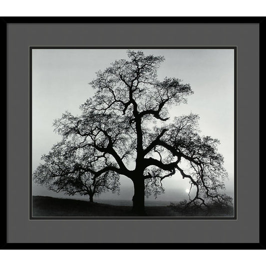 Amanti Oak Tree Sunset City California 1962 Framed Art Print by Ansel Adams EJH7_U6NTS46