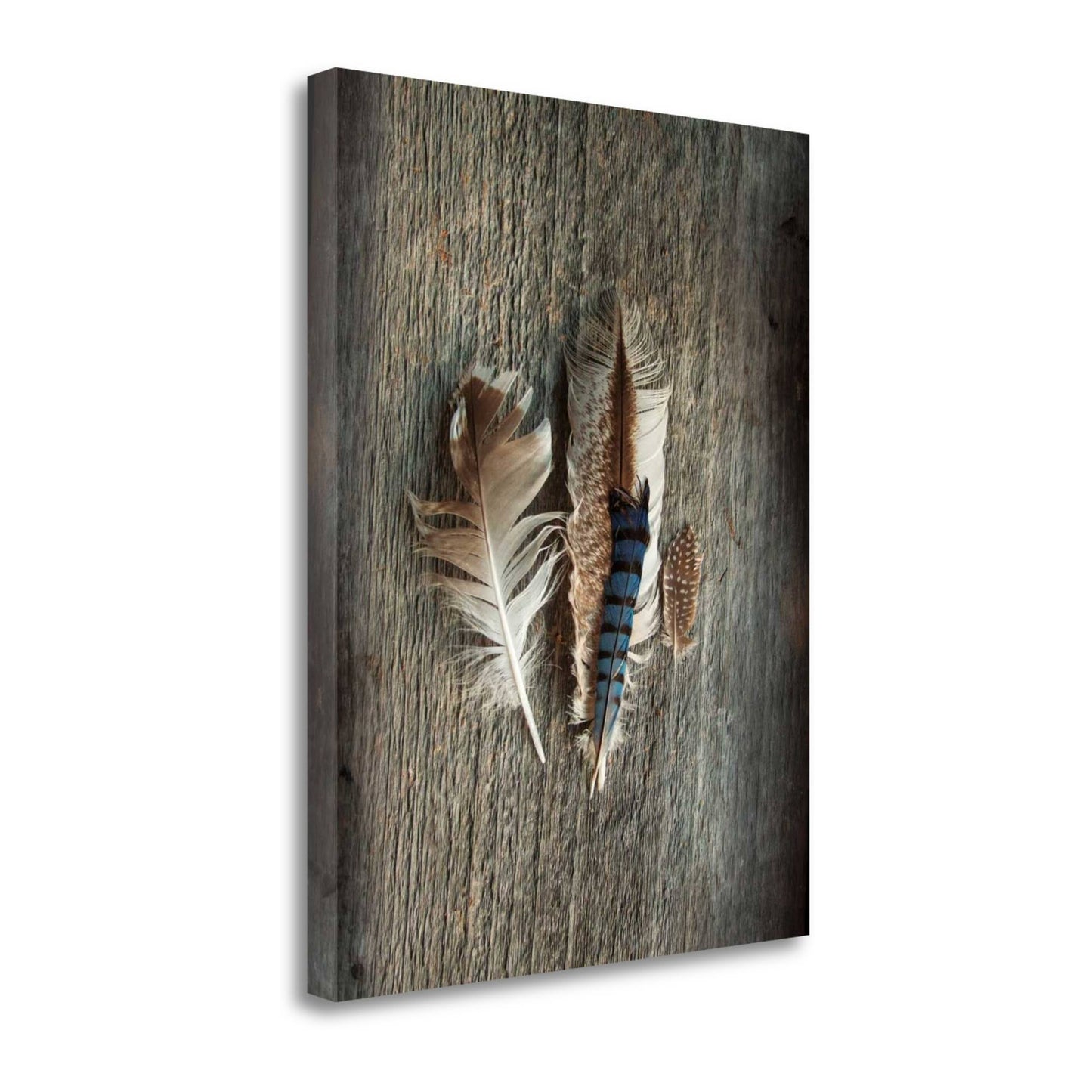 Tangletown Fine Art Feather Collection III by Sue Schlabach Photographic Print on Wrapped Canvas RKE2_T3DLZ13