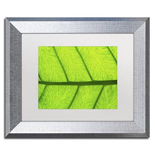 Trademark Art Leaf Texture III by Cora Niele Framed Photographic Print Size: 11x22 H x 14x22 W x 0.5x22 D, Frame Color: Silver AAS7_M5BZU85